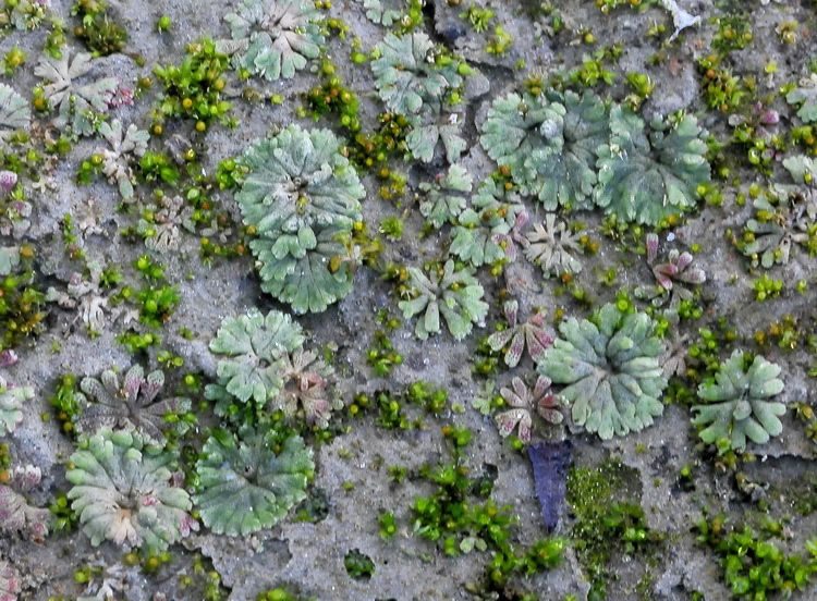 Epatica dalle rive dell''Arno  - Riccia sp. ?